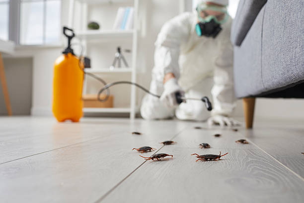 Affordable Termite Control solutions in Columbia, MS